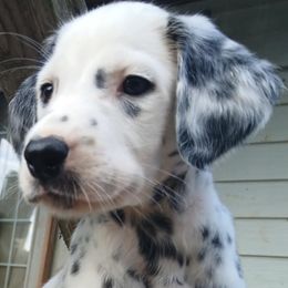 Arson - Dalmatian