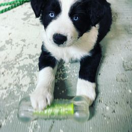 Australian Shepherd and Miniature Australian Shepherd Puppies from Cypress Grove Aussie