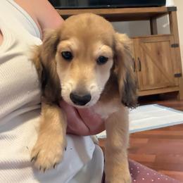 Shadow (3995) - Cream male Dachshund puppy in Ocala, Florida from Island Farms Mimi’s Dachshunds Florida