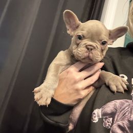 Isabella boy - Liver male French Bulldog puppy in Alexandria, Virginia from Boss Lady Kennel