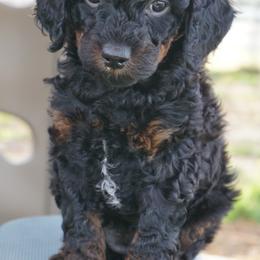 Cookie - Phantom female Poodle puppy in Caldwell, Idaho from Treasure Valley Poodles