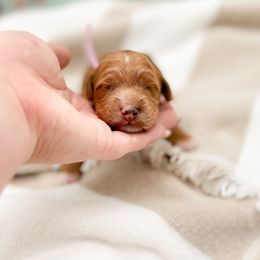 Goldendoodle Puppies from Summer Sun Doodles