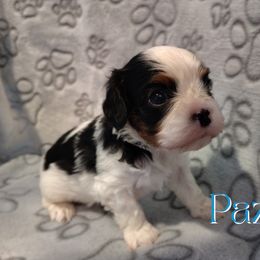 Paz - Tri-color male Cavalier King Charles Spaniel puppy in Rockville, Maryland from Skais the Limit Cavaliers