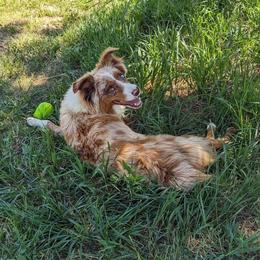 Emberly - Australian Shepherd