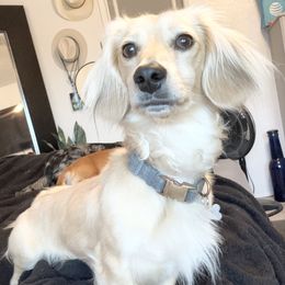 Milo - Dachshund