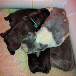 French Bulldog Puppies from Scrumptious Paws