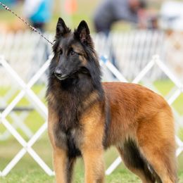Vogue - Belgian Tervuren