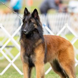 Vogue - Belgian Tervuren