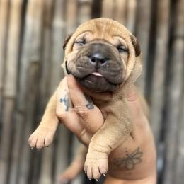 Winona - Fawn female Chinese Shar-Pei puppy in Lehigh Acres, Florida from Florida Wrinkles