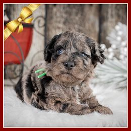 Krampus - Merle male Cockapoo puppy in Connersville, Indiana from Deaz Doodle Ranch
