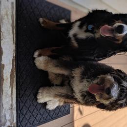 Bernedoodle, Bernese Mountain Dog, and Goldendoodle All Grown Up from Bernedoodles of the Ozarks