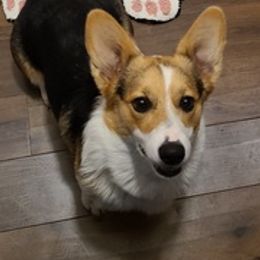 Pembroke Welsh Corgis from Cooper's Kennels