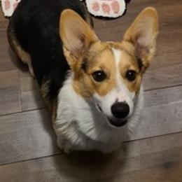 Pembroke Welsh Corgis from Cooper's Kennels