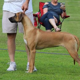 Margot  - Rhodesian Ridgeback