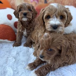 Cavapoo puppies from Pawsome Aussie Doodles and Oodles