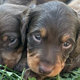 Dachshunds from Wolverweenies