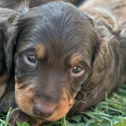 Dachshunds from Wolverweenies