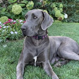 Clemmy - Great Dane