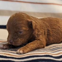 Light pink - Red female Companion Cross puppy in Tom's Brook, Virginia from rising sun duck tollers