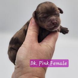 Dark Pink Female - Brown and white female Cockapoo puppy in Mocksville, North Carolina from Hunting Creek Farm & Kennel