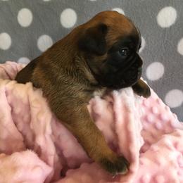 Boxer Puppies from Deutsche Boxer Von Exquisiten