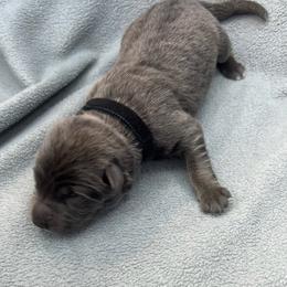 Boy1 - Gray male German Shepherd puppy in Sharon Grove, Kentucky from Julie’s Shepherds
