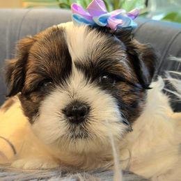 Molly - Black and white Shichon puppy in Upland, California from IDREAMOFPUPPIES
