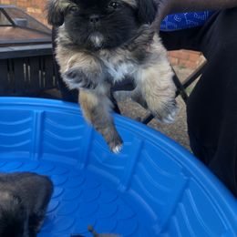 Pekingese Puppies from Pekingese Forever Home
