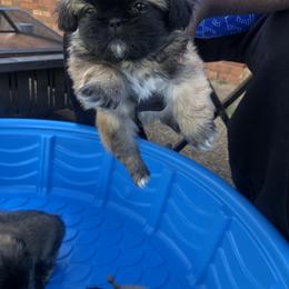 Pekingese Puppies from Pekingese Forever Home
