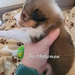 Bartholomew - Sable and white male Collie puppy in Mattoon, Illinois from Gold Leaf Collies