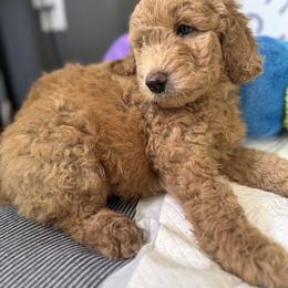 Bernedoodle, Cockapoo, and Goldendoodle Puppies from Avery Doodle Day LLC