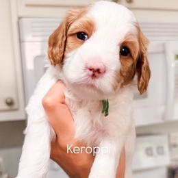 Keroppi - Blenheim female Cavapoo puppy in Pleasant Grove, Utah from Destination Doodles