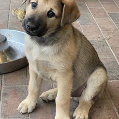 Chinook Puppies from Mystique Pond Chinooks