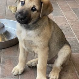 Chinook Puppies from Mystique Pond Chinooks