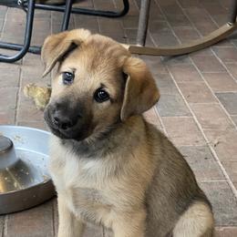 Chinook Puppies from Mystique Pond Chinooks