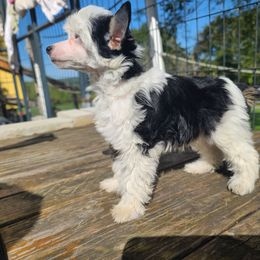 Ppf1 - Black white and tan female Chinese Crested puppy in New Castle, Pennsylvania from Long Rotts & Long Haul Cresteds