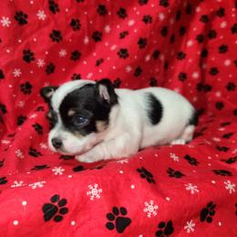 Boy 1 - Black and white male Chihuahua puppy in Attleboro, Massachusetts from Treasured Hearts Chihuahuas
