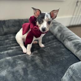 Rat Terrier Puppies from CaliRats Rat Terriers