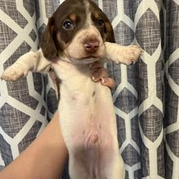 Marshmallow Bean - Chocolate and tan male Dachshund puppy in Bakersfield, California from Dreaming of Dachshunds