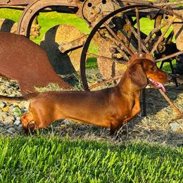 Olive - Dachshund