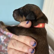 Male 1 - Tawny male Briard puppy in Spring Grove, Pennsylvania from Briards De Bejaune