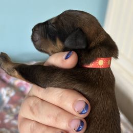 Male 1 - Tawny male Briard puppy in Spring Grove, Pennsylvania from Briards De Bejaune