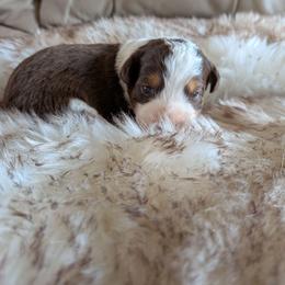 Hazel - Brown and white female Aussiedoodle puppy in Apache Junction, Arizona from Loving Doodle