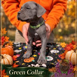 Rufinus-Green Collar - Gray male Cane Corso puppy in Stilwell, Oklahoma from Killing Joke Kennels