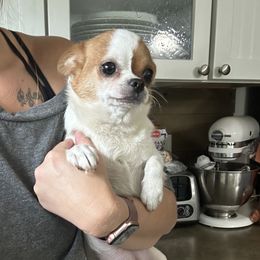 Abby - Chihuahua