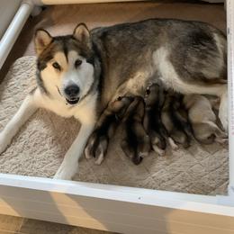 Alaskan Malamute Puppies from Sigma Alaskan Malamutes