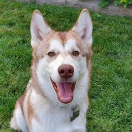 Siberian Husky Puppies from Star Blue Siberians