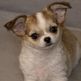 Dora 4500 - Black sabled fawn female Chihuahua puppy in Tulsa, Oklahoma from Hart's Chihuahuas