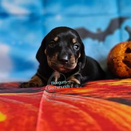 Iris Black and tan female (3100) - Black and tan female Dachshund puppy in Herald, California from Bluegum Dachshunds