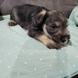 Miniature Schnauzer Puppies from DeV Walter’s Miniature Schnauzers